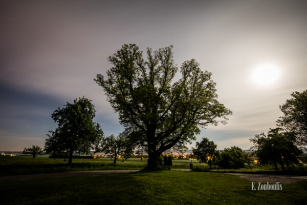 Nachtaufnahme bei Vollmond an der Friedenslinde in Gärtringen. Durch die Langzeitbelichtung von fast 10 Minuten sieht es einer Aufnahme bei Tag ähnlich. Im Hintergrund die Lichter von Gärtringen